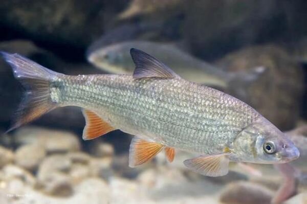 Источник фото: manrule.ru