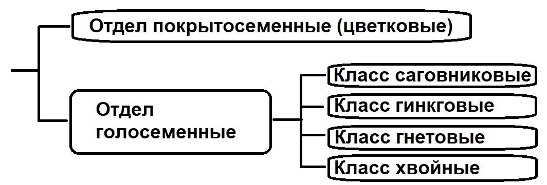 Естественно, в 4-м томе этого издания, где речь идет про голосеменные, они описаны как отдел, состоящий из упомянутых выше 4 классов