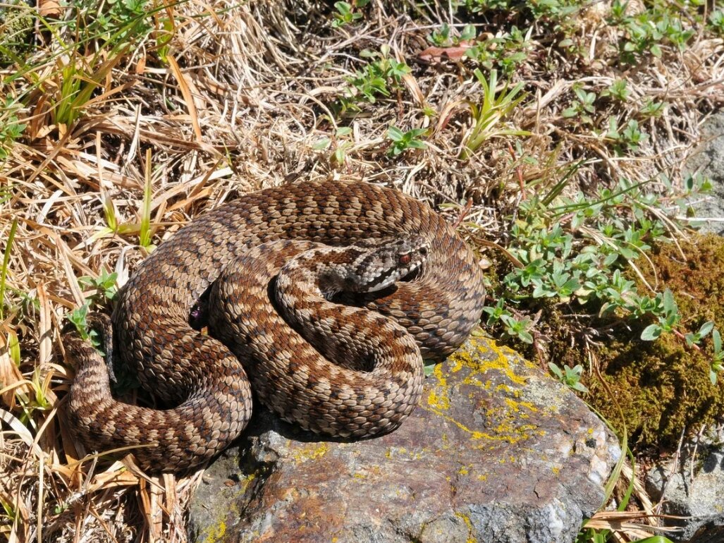 Гадюка степная. Фото: krasivosti.pro