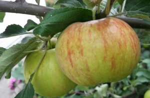 При закладке сада, перед фермером возникает важная задача по выбору сорта, так как от правильности данного этапа будет зависеть не только дальнейшее качество и количество урожая, но и особенности ухода за деревьями. Дачник в первую очередь должен учитывать площадь своего участка, климатические условия местности, а также цели использования или переработки плодов, заранее понимая каким вкусом и сроком хранения они должны обладать. Яблоня Медуница популярна в России, хотя до сих пор не занесена в государственный реестр. Сорт характеризуется приторной сладостью фруктов, ранним плодоношением, устойчивостью к парше и достаточным уровнем зимостойкости. Этот гибрид получил наилучшие качества родительских деревьев, в связи, с чем ценится в садоводстве. Но, отдавая предпочтение данной культуре, следует сначала изучить все её положительные и отрицательные стороны.