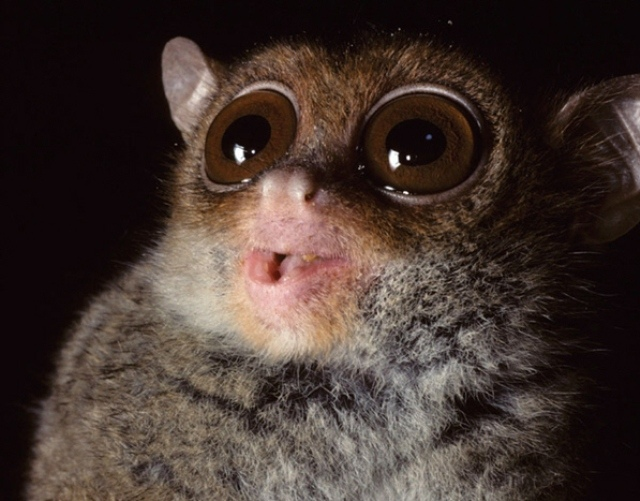 А вот так выглядит тот самый долгопят, которому уподобилась АлиСанна (фото с просторов Интернета)