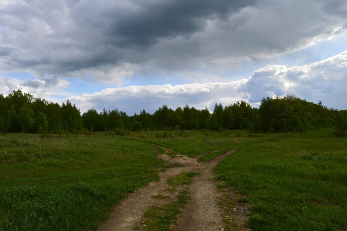 На опушке леса - самая сочная клубника. Фото автора