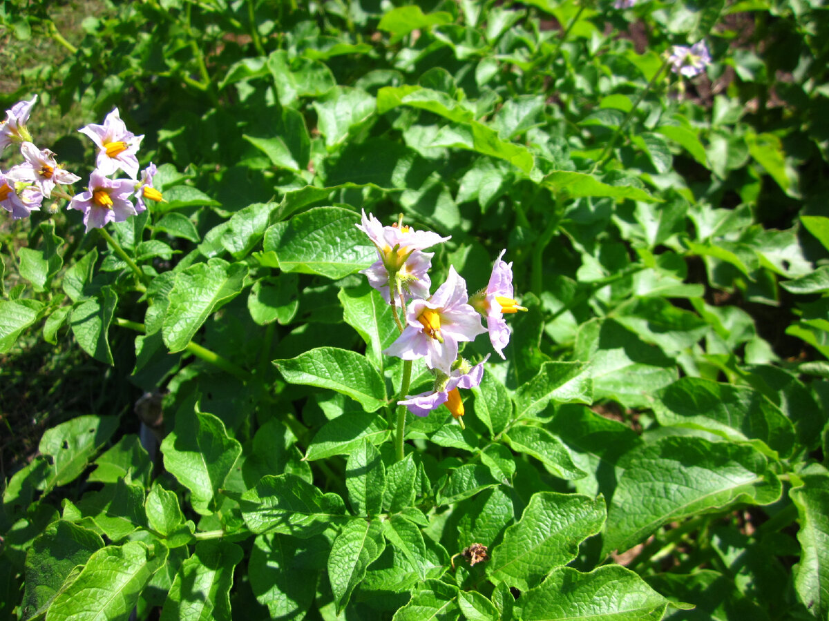 Так цветет сейчас сорт, от которого мы брали семена. 