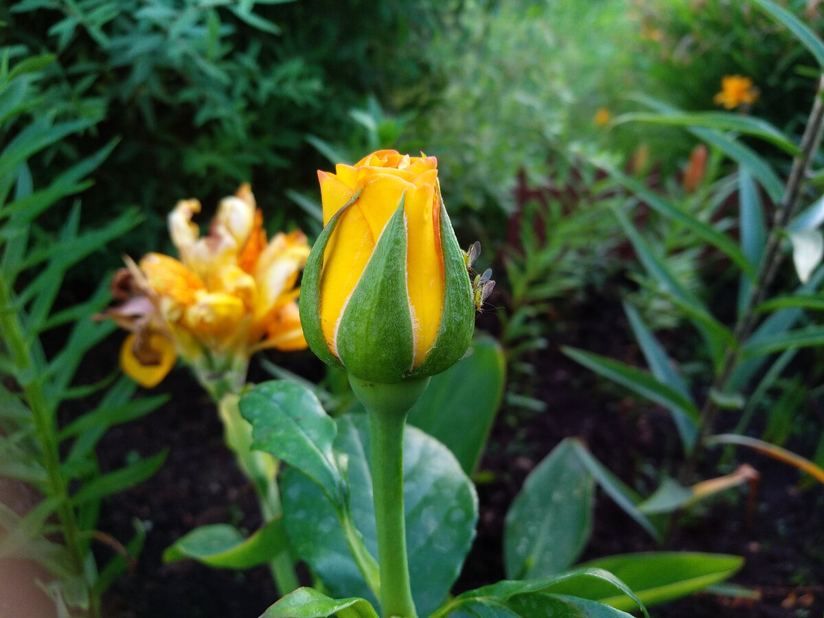 На заднем плане видна растрепка-канна ))