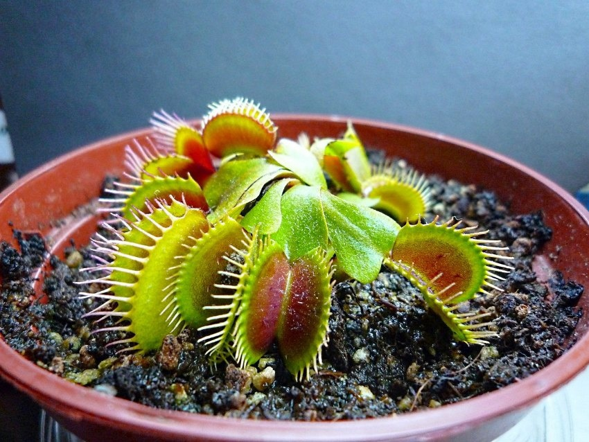 Горшок небольшой, зато свой и для всей семьи! 