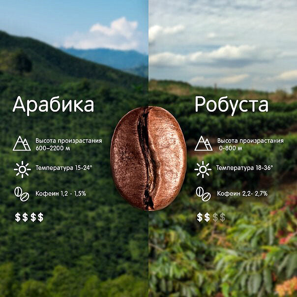 Отличия арабики от робусты