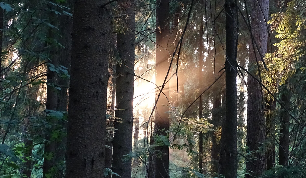Фото Старый Солдат. Закатное солнце.