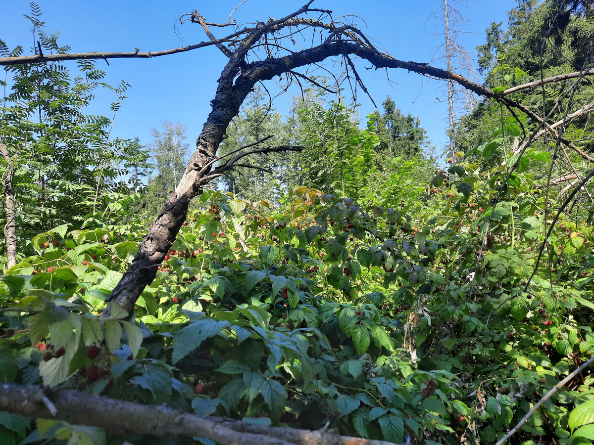 В самой гуще малинника.
Фото автора