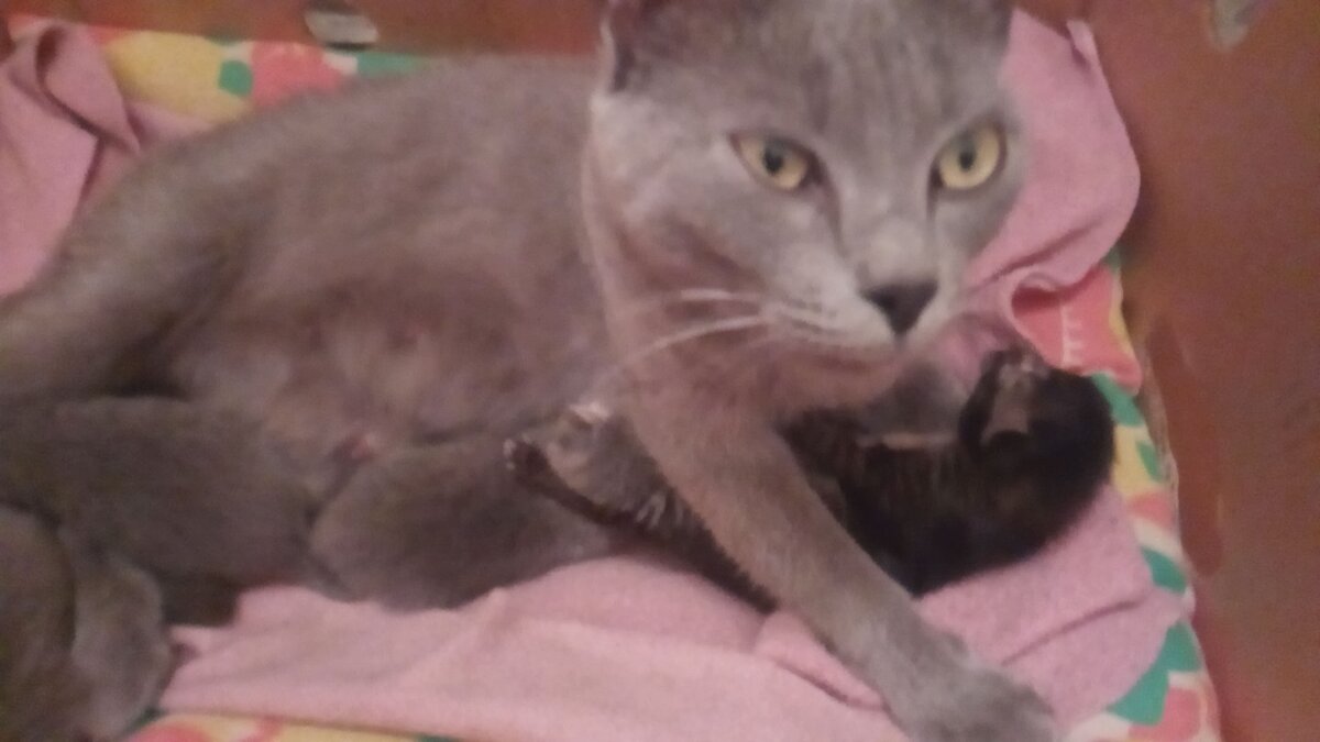 Дыма с новорожденными слепышами.