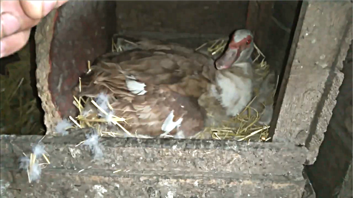 А вот и вторая будущая мамаша.