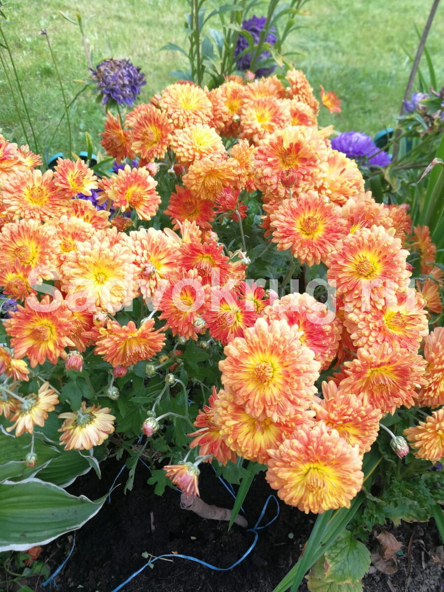 Фото. Хризантемы на клумбе.