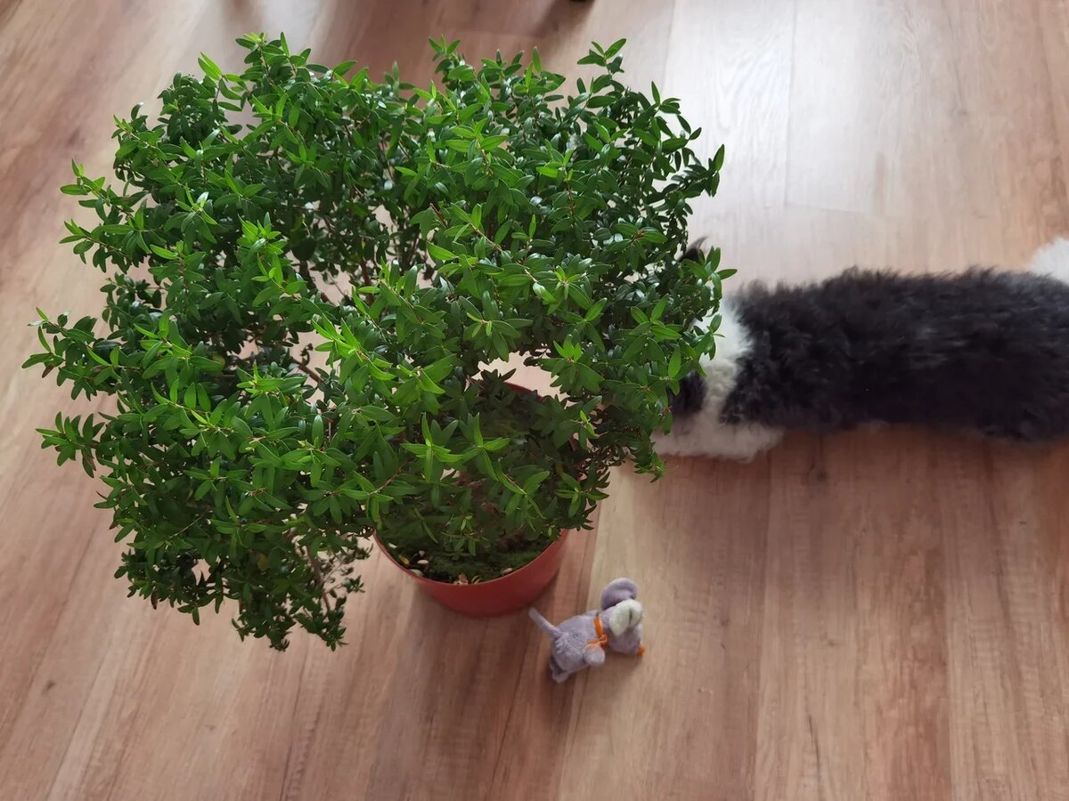 Отец-основатель моего миртового семейства