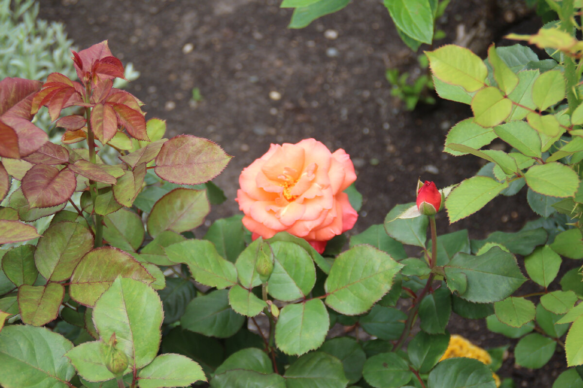 Волна цветения роз пошла на спад, но некоторые красавицы всё ещё цветут. Фото автора.