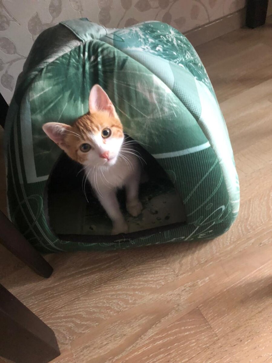 Фото Светланы. Лучик в новом доме.