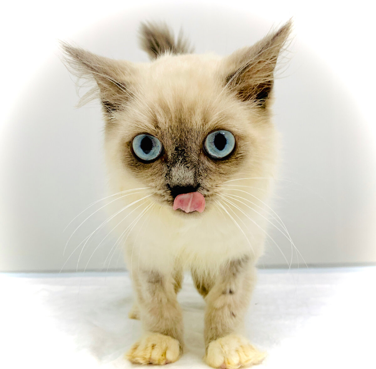 Котёнок по имени Гав! 