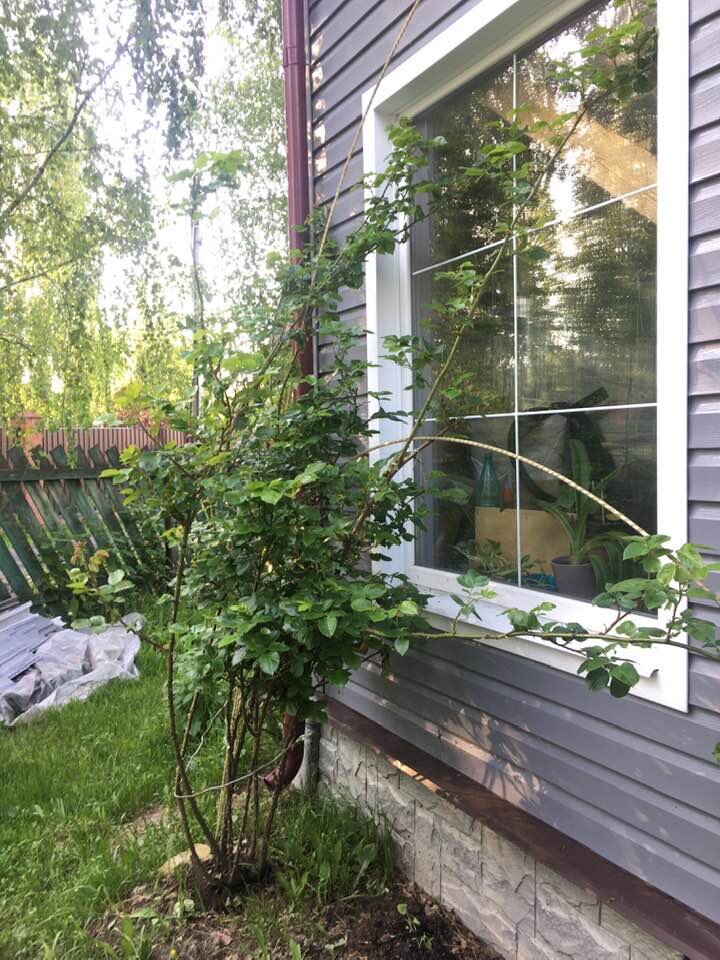 будущие черенки. фото автора