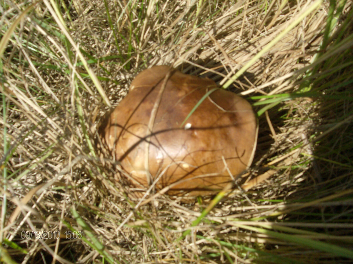 Гриб на лесной полянке