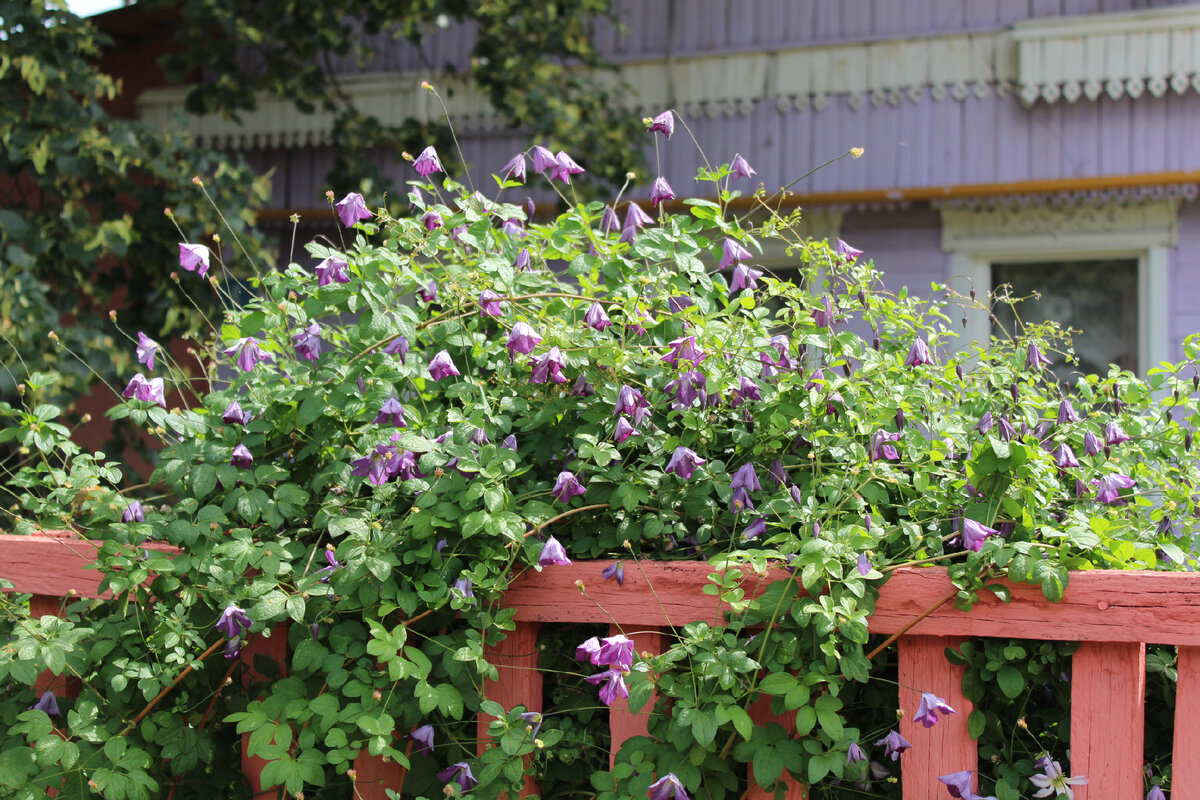 По княжикам моя мама - спец! У неё их много. Вот это  растёт на заборе.