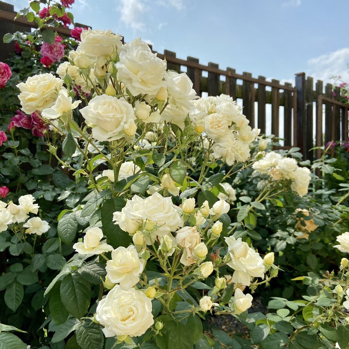 Manuel Canovas, (Massad, 1995) фотография просто для настроения