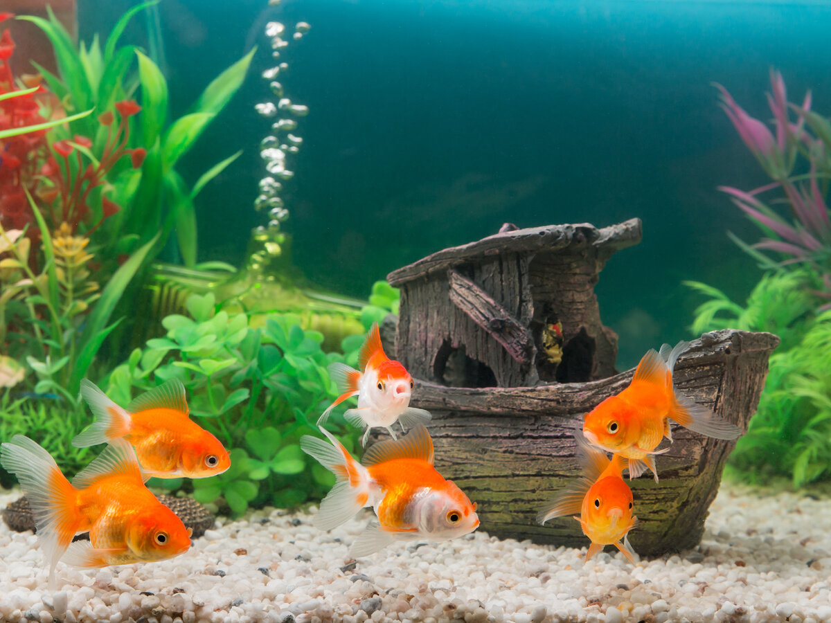 Как запустить аквариум с нуля? | PROpets | Дзен