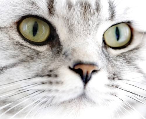 Может ли нос у кошки являться показателем ее здоровья | Лапа помощи | Дзен