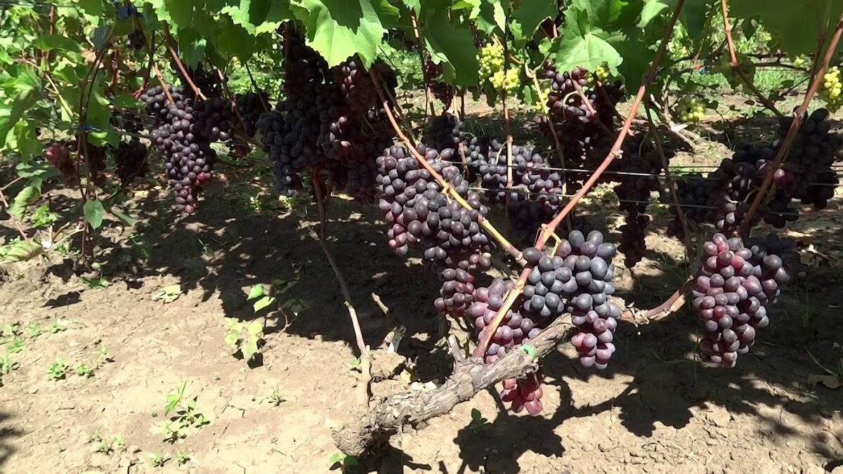 Кишмиш Фейз