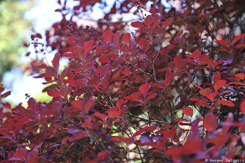 Скумпия Royal Purple