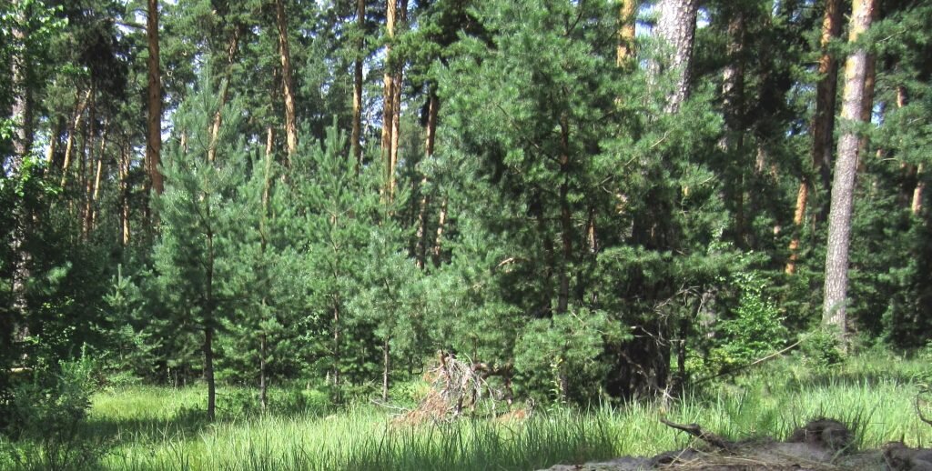 Ахунский сосновый бор