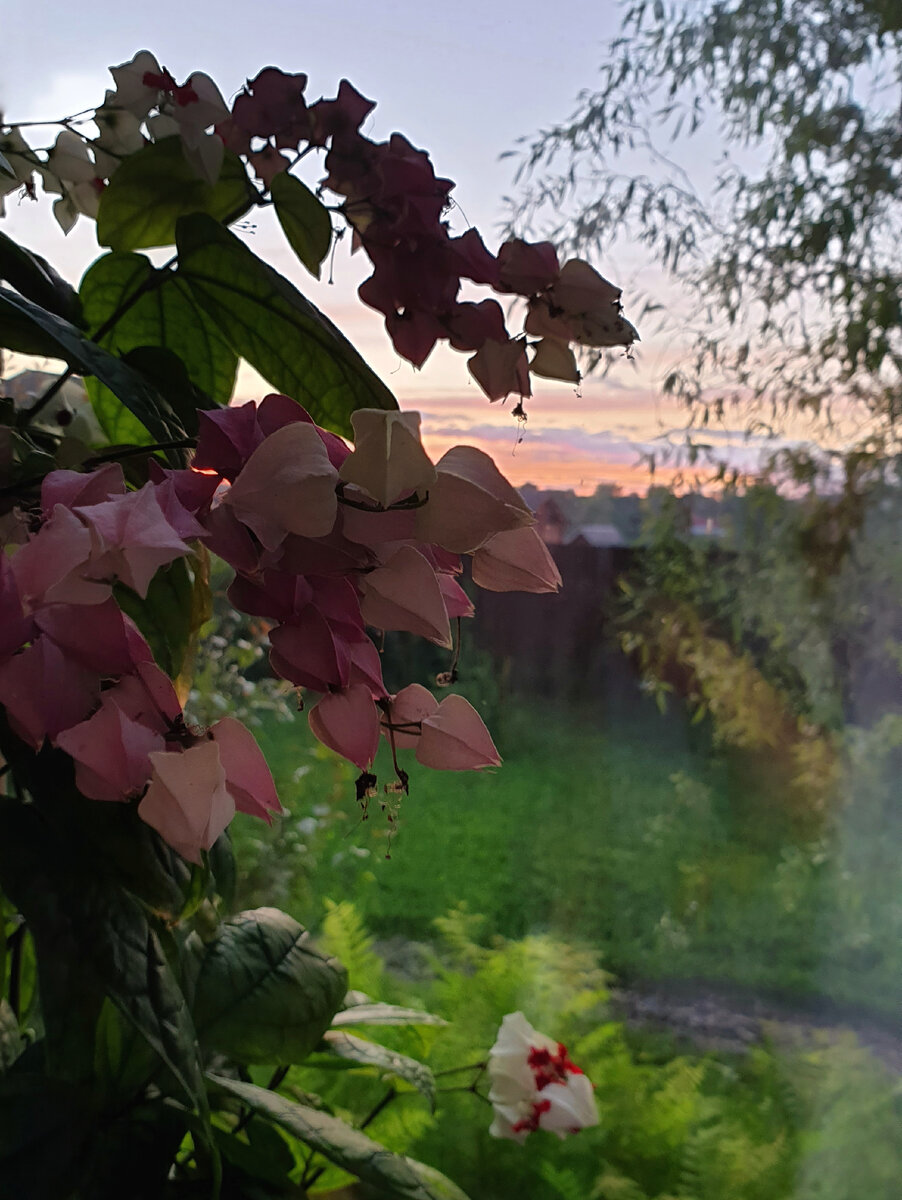 Эти растения для меня оказались не самыми простыми. И все это лишь потому, что мне сложно им предоставить то, к чему они приспособлены природой. Но у вас, возможно, им очень даже понравится!