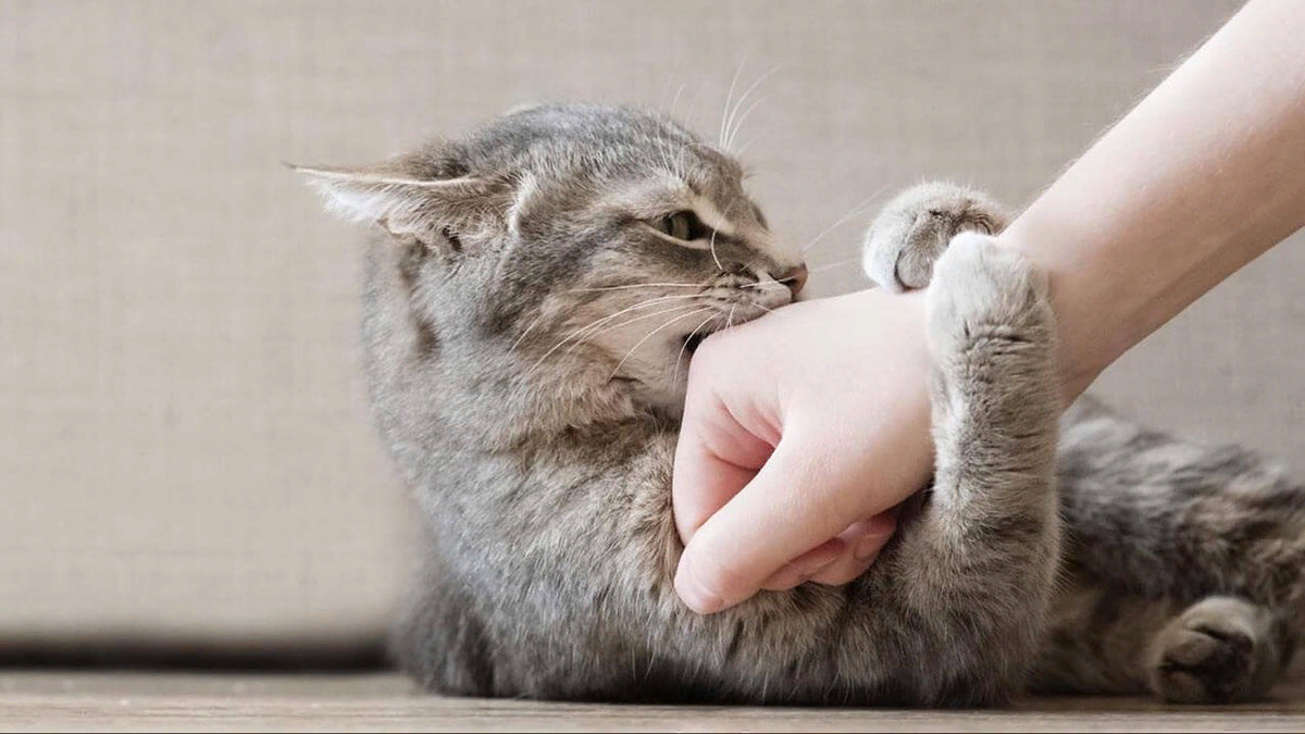 Кошка нежно покусывает руку