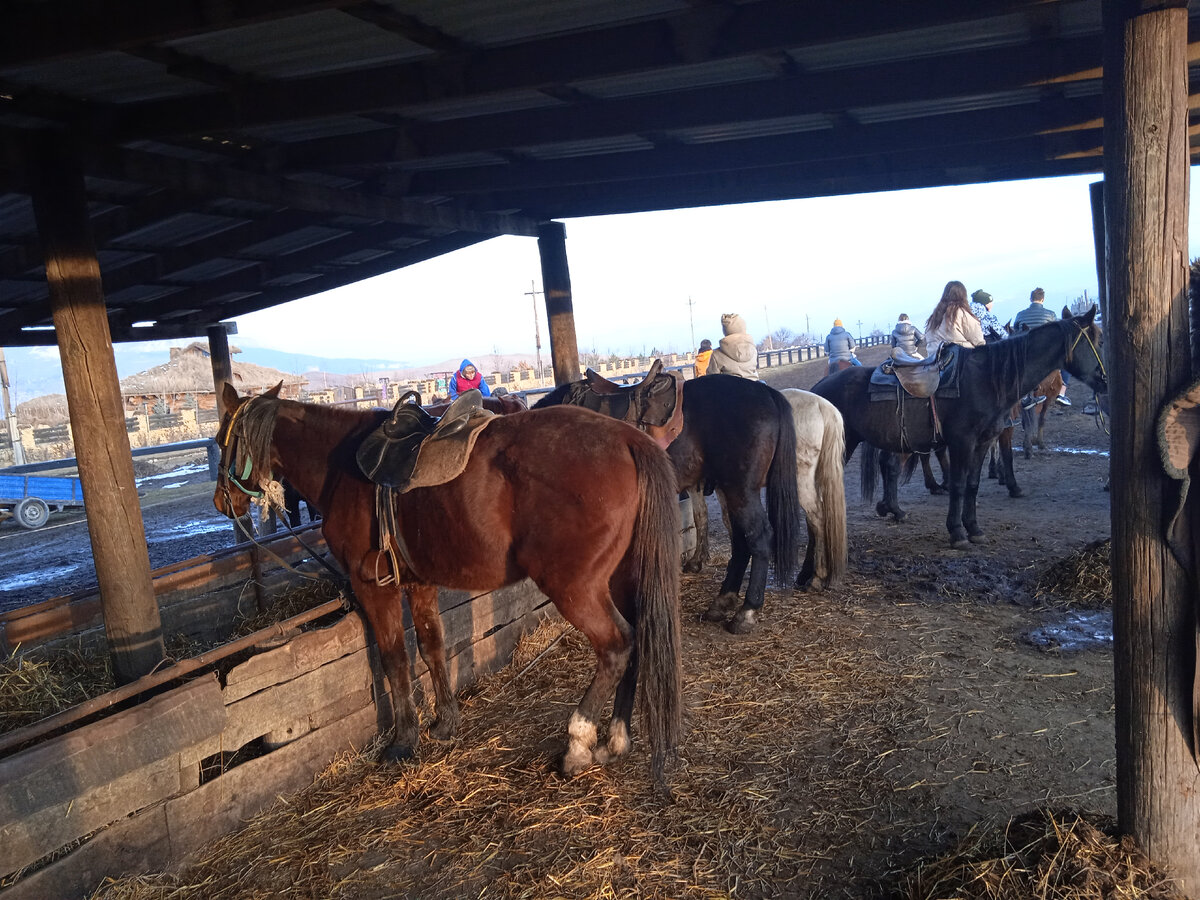 Лошади задействованы поочерёдно. Пока одни катают туристов, другие отдыхают. Фото автора, январь 2022г.