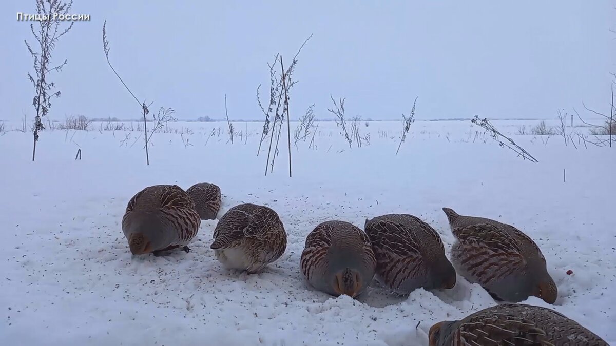 Открытки птицы зимой