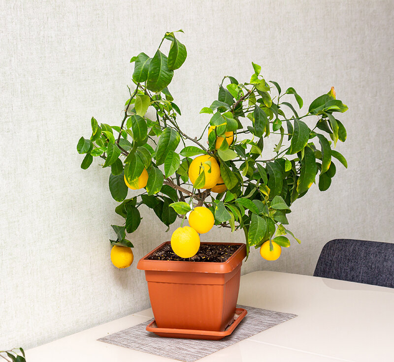 Вырастить лимон в домашних условиях с плодами. Лимонное дерево в интерьере. Лимонное дерево без Лимонов в цветочном горшке арт.