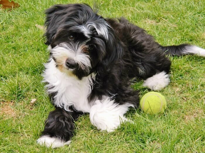 источник: яндекс-поиск