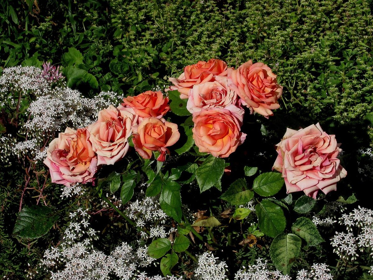 С чего начинать уход за розами весной (фото с сайта fotoload.ru)