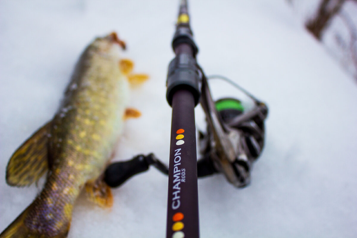 Внешний вид Champion Rods Team Dubna Backwater. Автор фото: Артур Гильманов