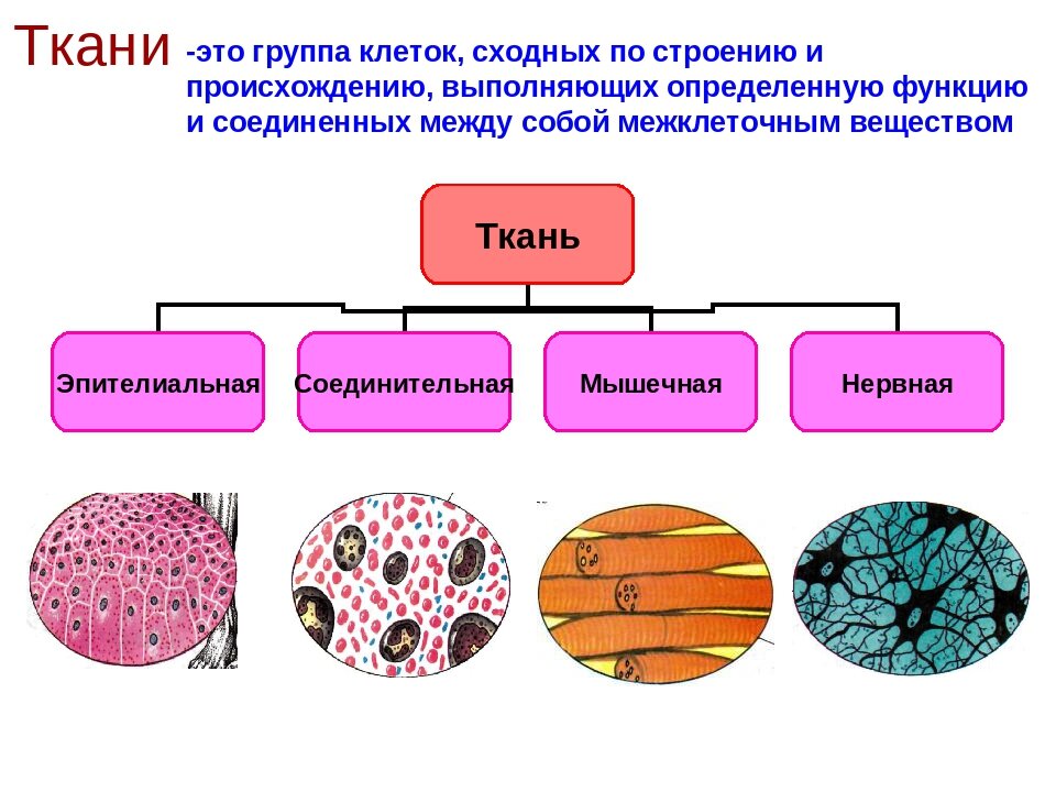 Почему органы многоклеточном организме работают согласованно. Виды тканей 4 в организме. Основные типы тканей в организме человека. 4 Вида тканей в организме человека. Строение клетки ткани.
