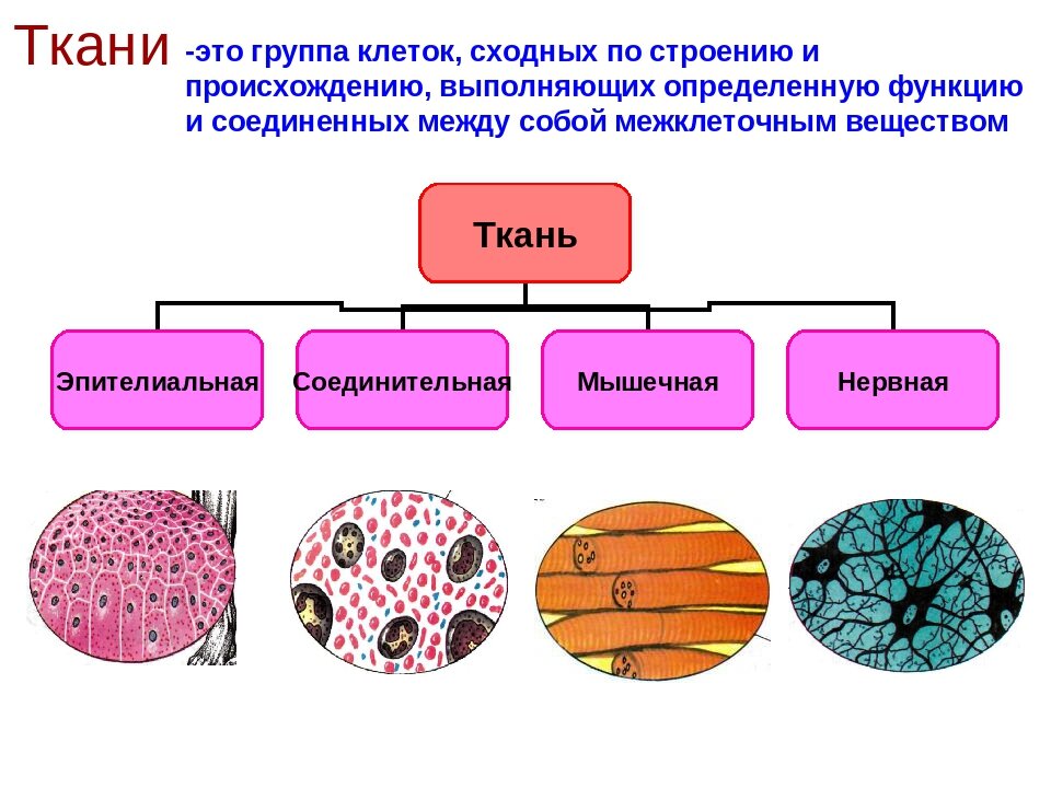 Варианты клеток. Виды тканей 4 в организме. Основные типы тканей в организме человека. 4 Вида тканей в организме человека. Строение клетки ткани.