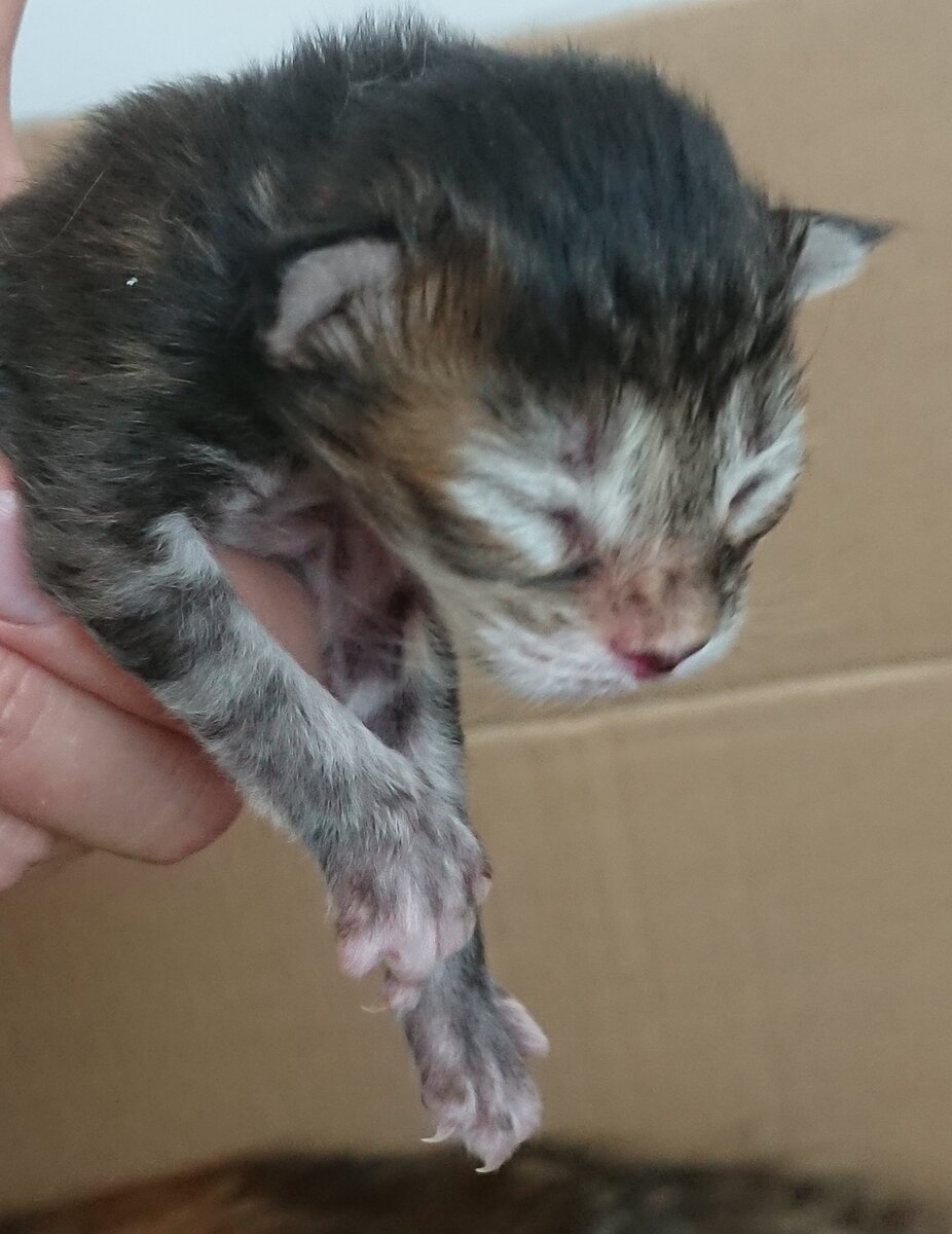 Кошечка весом 120 г и 3 часа жизни.