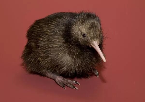 Смитсоновский национальный зоопарк дает публике возможность проголосовать за имя этого птенца киви (Изображение предоставлено Смитсоновским национальным зоопарком)