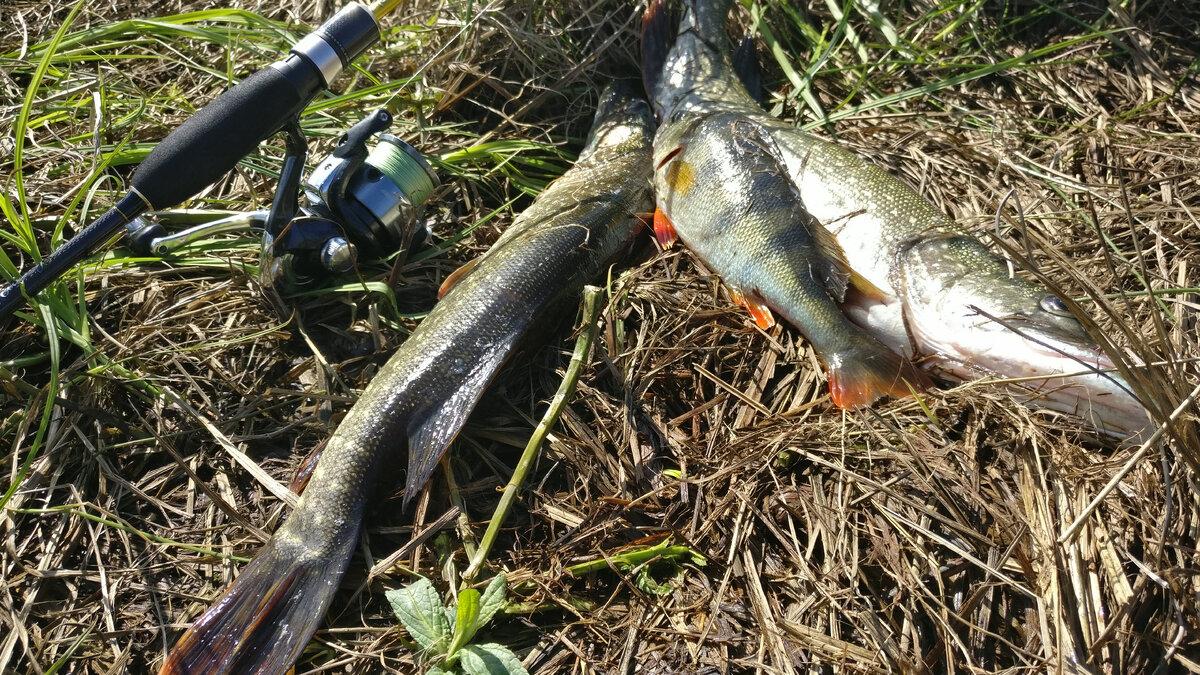 Клев щуки весной на спиннинг - секреты успешной рыбалки