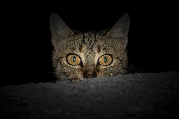 Почему кошки видят ночью лучше людей | Новый очаг | Дзен
