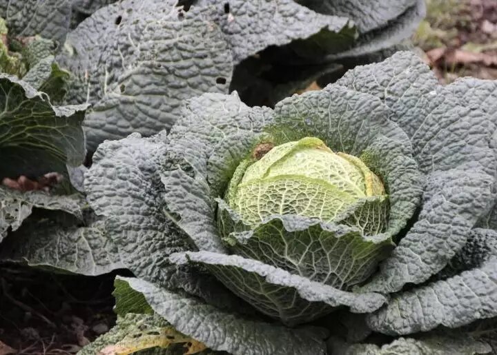 Фото pixabay/Leo_65: этот вид капусты выращивается во всех регионах.