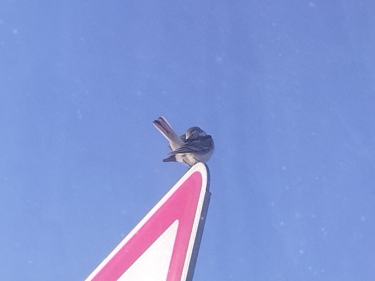 Трясогузка прихорашивается.