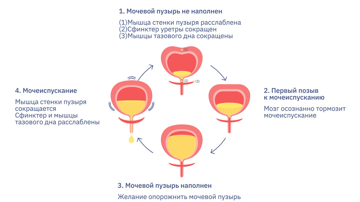 Схема лечения гиперактивного мочевого пузыря. Мочевой пузырь объем пробирки. Детрузор мочевого пузыря это