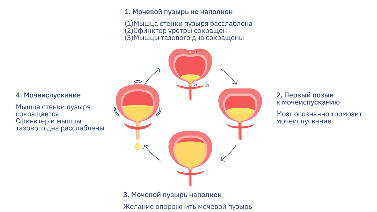 Мочеиспускание после мазка. Детрузор мочевого пузыря это. После опорожнения мочевого пузыря остается моча у женщин. После мочеиспускания выделяется моча каплями у мужчин. Неполное опорожнение мочевого пузыря у женщин причины лечение.