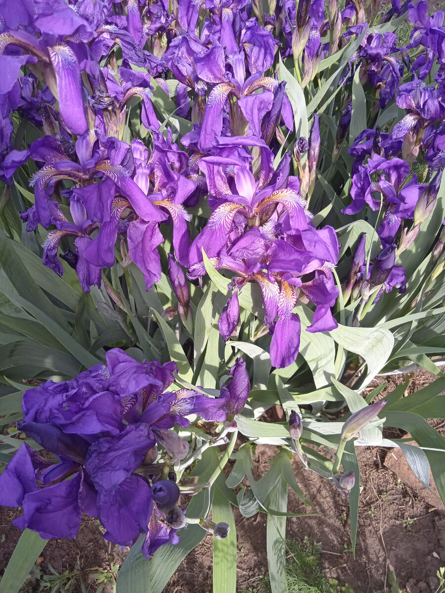 Ирисы. Фото автора. 