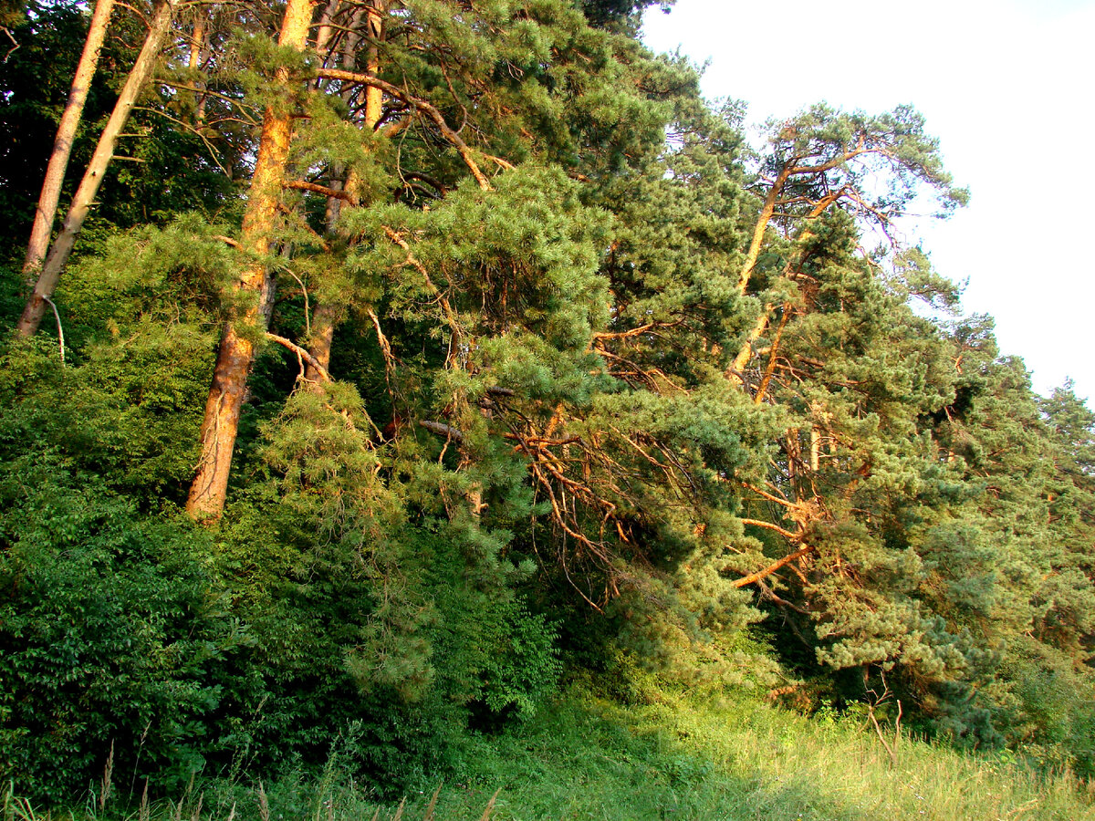 Николина Гора, 2011-2012 гг, (все фото автора)