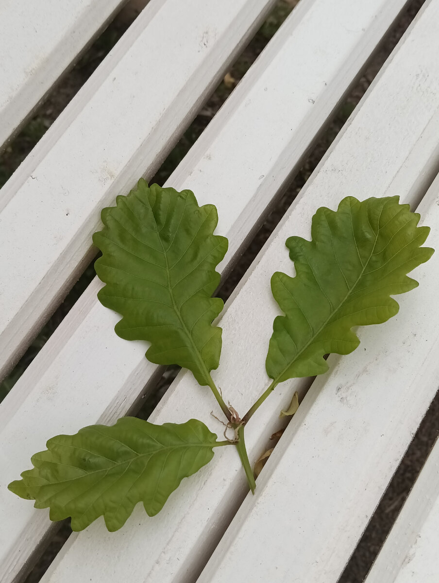 Фото автора, как и все далее. 31 мая. 