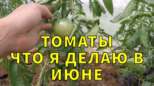 томаты в начале июня